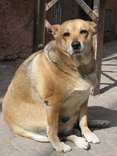 Is my dog fat?