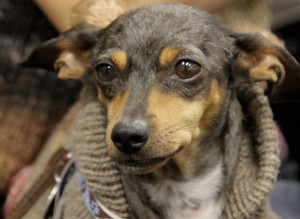 Noodle in Sweater 300x219 Become a DogBoys Ambassador