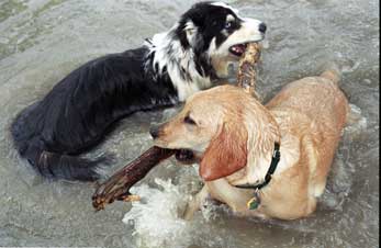 Boone & Toby share a stick