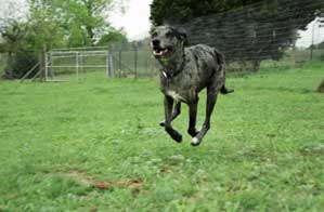 Buddy loves to run!