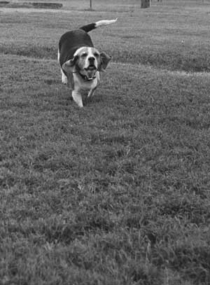 Koko comes to check it out