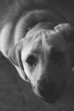 amber temkin photography