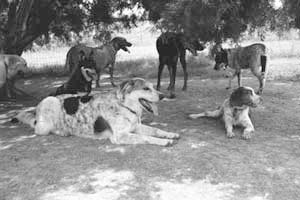 amber temkin photography