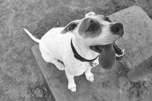 Zoe is dog-tired from all that playin'!