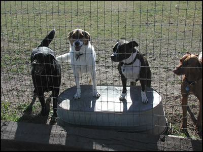 Gold, Silver & Bronze medalists in Tail Wagging