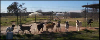 Eight Dogs whoop it up in Red Top, one of 11 fenced-in play areas.