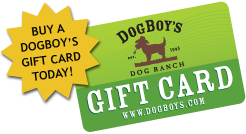 Buy a DogBoy's Gift Card Today!