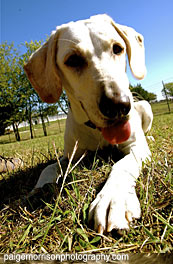 Dog boarding, dog training, dog kennel