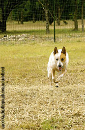 Dog kennel and training