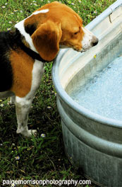 Dog Boarding and Kennel