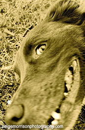 Dog Kennel & dog training