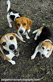 Dog boarding and training in Austin