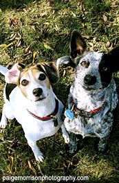 Dog Training Austin, TX