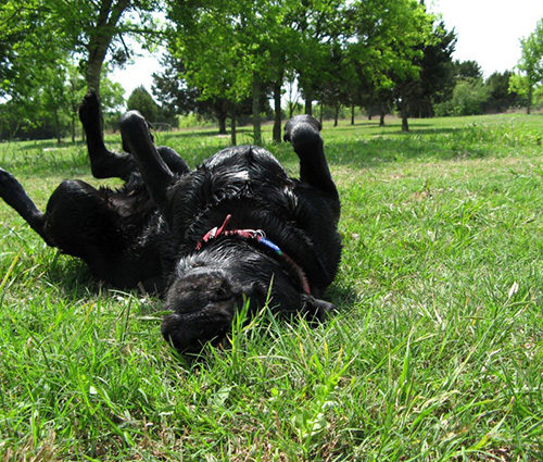 Spay & Neuter Policy