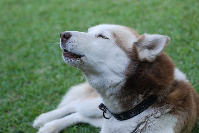 Why Does My Dog Howl And What Can I Do About It Dogboy S Dog Ranch