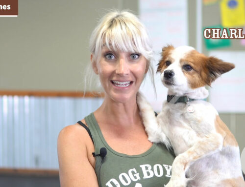 Do Dogs Respond Better To Certain Names Dogboy S Dog Ranch