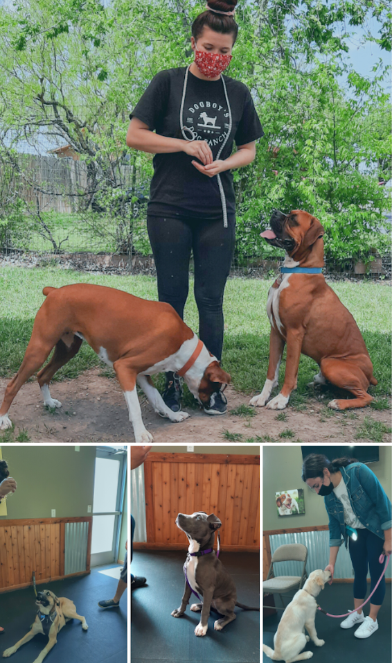 Dog Training